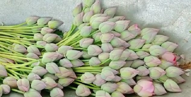 Lotus: অকালবোধনে পদ্ম