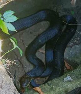 Alipurduar: বিশাল কিং কোবরা উদ্ধার করলেন সর্পপ্রেমী যুবক 