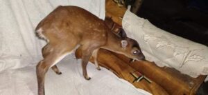 Deer cub: বন থেকে লোকালয়ে চলে আসা হরিণ শাবক উদ্ধার deer-deer-cubs-that-have-moved-from-the-forest-to-the-locality-have-been-rescued-howrah-india-eiyug