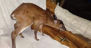 Deer cub: বন থেকে লোকালয়ে চলে আসা হরিণ শাবক উদ্ধার deer-deer-cubs-that-have-moved-from-the-forest-to-the-locality-have-been-rescued-howrah-india-eiyug
