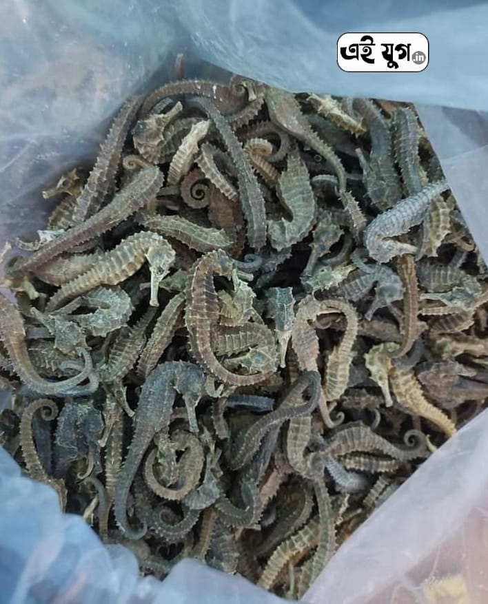 Seahorses siliguri: পাঁচ কেজি শুকনো সী হর্স সহ আটক এক ব্যক্তি