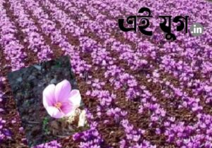 Saffron: বিশ্বের সবচেয়ে দামী মশলার চাষে সফল সিকিম 