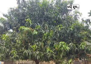 Mango: দিশাহারাচ্ছে নদিয়ার আম চাষিরা