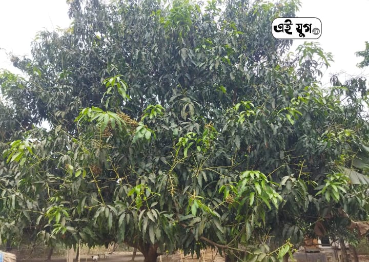 Mango: দিশাহারাচ্ছে নদিয়ার আম চাষিরা