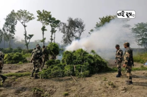 CoochBehar: বি এস এফ ও নারকোটিকস কন্ট্রোল ব্যুরো যৌথ অভিযান চালিয়ে তেইশ বিঘা জমির গাঁজা চাষ নষ্ট করলো