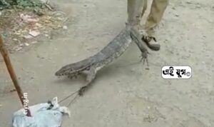 Monitor lizards: ওষুধের দোকানে গোসাপ‌ , হাওড়ার জগৎবল্লভপুরে
