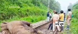 Elephant Dooars: ডুয়ার্সের অভয়ারন্যে হাতিকে পিষে দিল মালবাহী ট্রেন , পেট থেকে বেরিয়ে এল মৃত শাবক