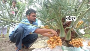mariyam khajur: মরুভূমি দেশের মরিয়ান খেজুরের বীজ ভারতের মাটিতে চাষ করে নজির গড়লেন মোটরসাইকেল মেকানিক