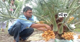 mariyam khajur: মরুভূমি দেশের মরিয়ান খেজুরের বীজ ভারতের মাটিতে চাষ করে নজির গড়লেন মোটরসাইকেল মেকানিক