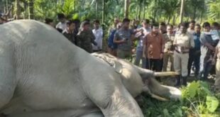 Alipurduar: বিদ্যুৎস্পৃষ্ট হয়ে মৃত্যু দাঁতালের