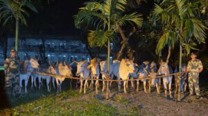 Dakshin Dinajpur: আন্তর্জাতিক গরু পাচার চক্র সক্রিয় দক্ষিণ দিনাজপুরে, বিএসএফের অভিযানে ১২টি গরু উদ্ধার