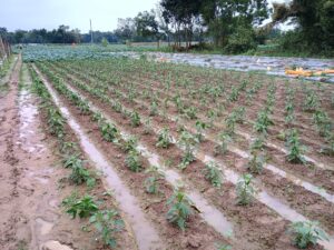 Jhargram: শীতের বৃষ্টিতে ক্ষতির সম্মুখীন ঝাড়গ্ৰাম জেলার সবজি চাষ 