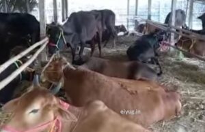 Cow: পাচারের পথে উদ্ধার পঁচিশটি গরু, গ্রেপ্তার এক 