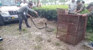 King cobra: চা-বাগান থেকে উদ্ধার হল ১১ ফুটের কিং কোবরা