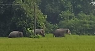 Elephant attack: সারাদিন ব্যাপী হাতির তাণ্ডব বনকর্মীরা নাজেহাল