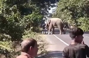 Elephants Alipurduar: জাতীয় সড়কে বুনো হাতি দেখতে ভীড়, বেশ কিছুক্ষন ব্যহত যান চলাচল