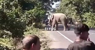 Elephants Alipurduar: জাতীয় সড়কে বুনো হাতি দেখতে ভীড়, বেশ কিছুক্ষন ব্যহত যান চলাচল