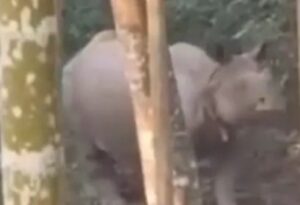 Rhinoceros: জলদাপাড়া জঙ্গল থেকে বেরিয়ে লোকালয়ে চলে এলো গণ্ডার, আতঙ্ক এলাকায়