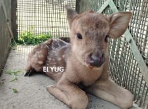 Deer: লোকালয় থেকে উদ্ধার চিতল হরিনের শাবক