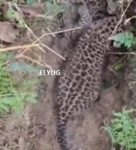 Leopard: চা বাগানের নালায় চিতাবাঘের শাবক, চাঞ্চল্য শ্রমিক মহলে 