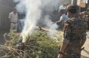 Jalpaiguri: আইনী গাঁজা চাষের বিরুদ্ধে অভিযান পুলিশের