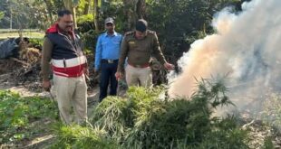 Jalpaiguri: অবৈধভাবে গাঁজা চাষের বিরুদ্ধে অভিযান পুলিশের