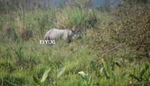 aldapara National Park: জলদাপাড়া তে গন্ডারের সংখ্যা বেড়ে গেছে 