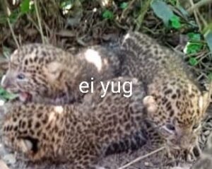 Leopard: বাগানে পাওয়া গেলো চিতাবাঘের তিনটি শাবক, চাঞ্চল্য এলাকায়