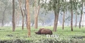 Bison: সাত সকালে বাইসনের তান্ডব,আহত দুই 
