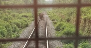 Elephant: ট্রেন চালকের তৎপরতায় বেঁচে গেল হাতি