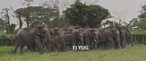 Elephant: গজলডোবার টাকিমারিতে হাতির পাল ,আতঙ্কিত এলাকাবাসী