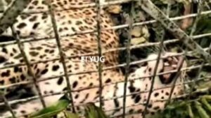 Leopard: ডুয়ার্সের কলাবাড়ি চা বাগানে বন দপ্তরের পাতা খাঁচায় বন্দী চিতাবাঘ 