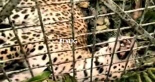 Leopard: ডুয়ার্সের কলাবাড়ি চা বাগানে বন দপ্তরের পাতা খাঁচায় বন্দী চিতাবাঘ