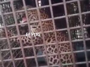 Leopard: ফালাকাটা ব্লকের দলগাঁও চা বাগানে বন দপ্তরের পাতা খাঁচায় বন্দী চিতাবাঘ