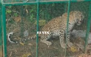 Leopard: বন দপ্তরের পাতা খাঁচায় বন্দী হলো চিতাবাঘ