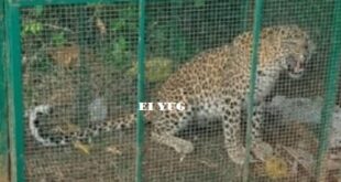 Leopard: বন দপ্তরের পাতা খাঁচায় বন্দী হলো চিতাবাঘ