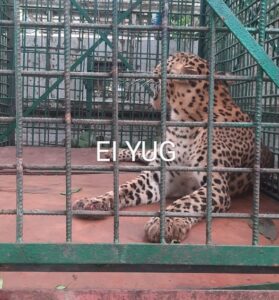Leopard: ফালাকাটার কুঞ্জনগরে খাঁচা বন্দী চিতাবাঘ