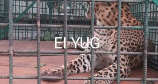 Leopard: ফালাকাটার কুঞ্জনগরে খাঁচা বন্দী চিতাবাঘ