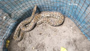 Python : বিশালাকার অজগর উদ্ধার বনদপ্তরের কর্মীদের