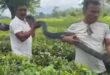 king cobra: চা বাগান থেকে উদ্ধার বিশালাকৃতির কিং কোবরা