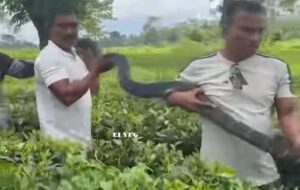 king cobra: চা বাগান থেকে উদ্ধার বিশালাকৃতির কিং কোবরা 