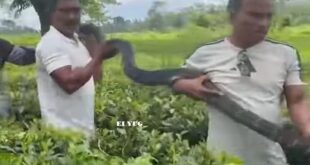 king cobra: চা বাগান থেকে উদ্ধার বিশালাকৃতির কিং কোবরা