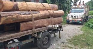Alipurduar: পাচারের আগেই উদ্ধার প্রচুর চোরাই কাঠ