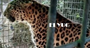 LEOPARD : বন দপ্তরের পাতা খাঁচায় বন্দী চিতাবাঘ, আতঙ্কমুক্ত এলাকাবাসী