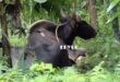 Bison: জলদাপাড়া জাতীয় উদ্যান থেকে বাইসন বেরিয়ে লোকালয়ে