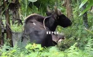 Bison: জলদাপাড়া জাতীয় উদ্যান থেকে বাইসন বেরিয়ে লোকালয়ে