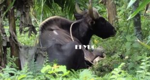 Bison: জলদাপাড়া জাতীয় উদ্যান থেকে বাইসন বেরিয়ে লোকালয়ে