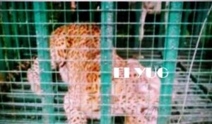Leopard: কলাবাড়ি চা বাগানে ফের খাঁচা বন্দী হলো একটি চিতাবাঘ 