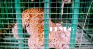 Leopard: কলাবাড়ি চা বাগানে ফের খাঁচা বন্দী হলো একটি চিতাবাঘ