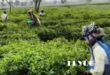 tea garden: ত্রিপাক্ষিক বৈঠকের পর খুলে গেলো চা বাগান